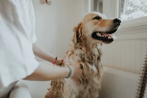 Exploring pet afterlife beliefs